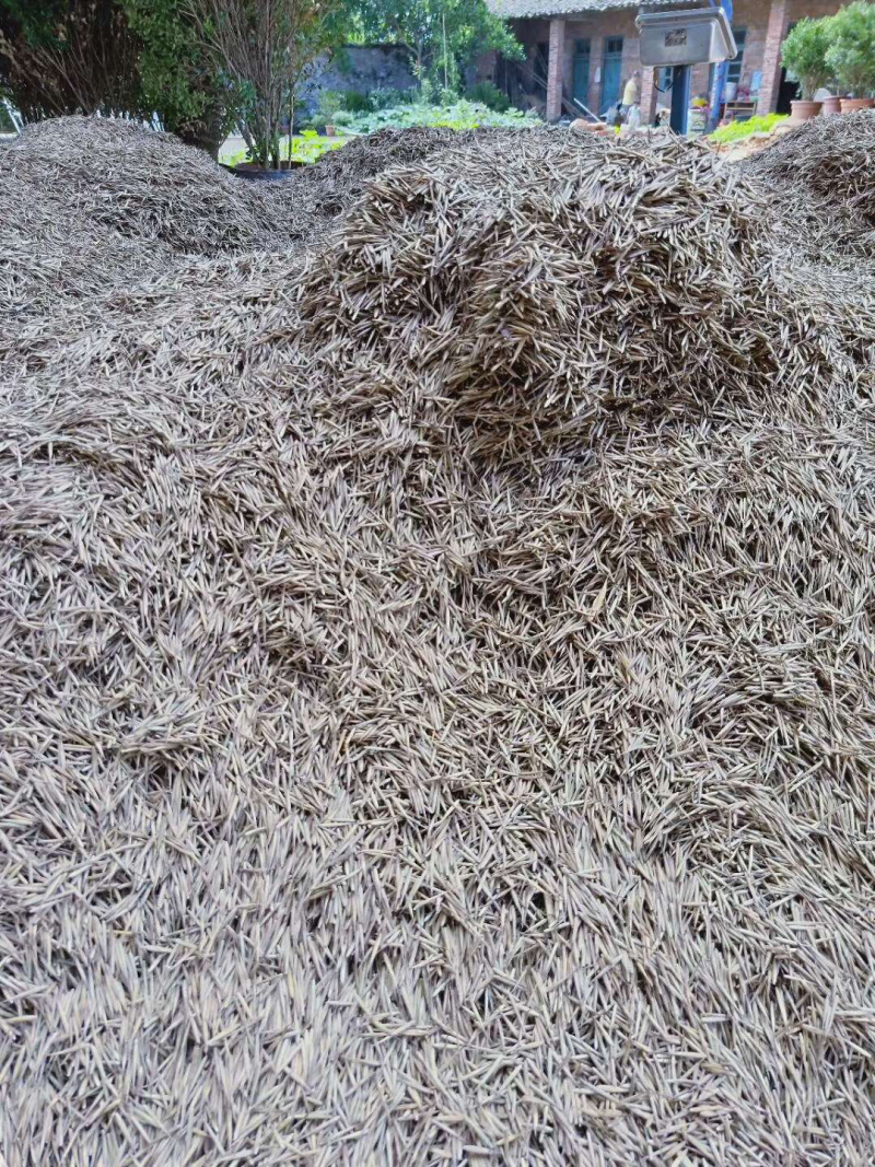 毛竹种子
