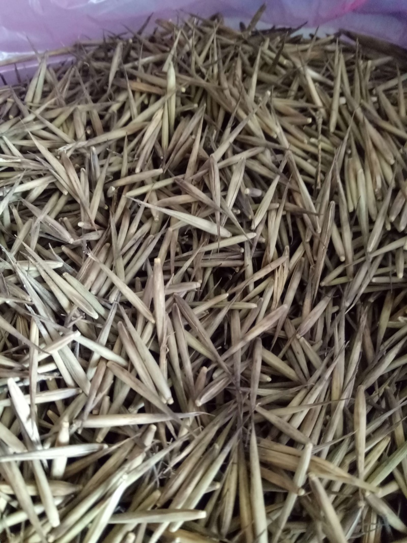 毛竹种子