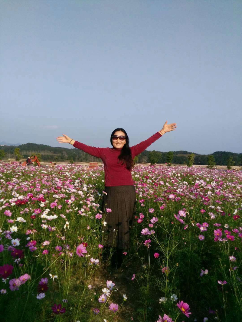 波斯菊种子格桑花种子花卉种子，花海旅游景点播种