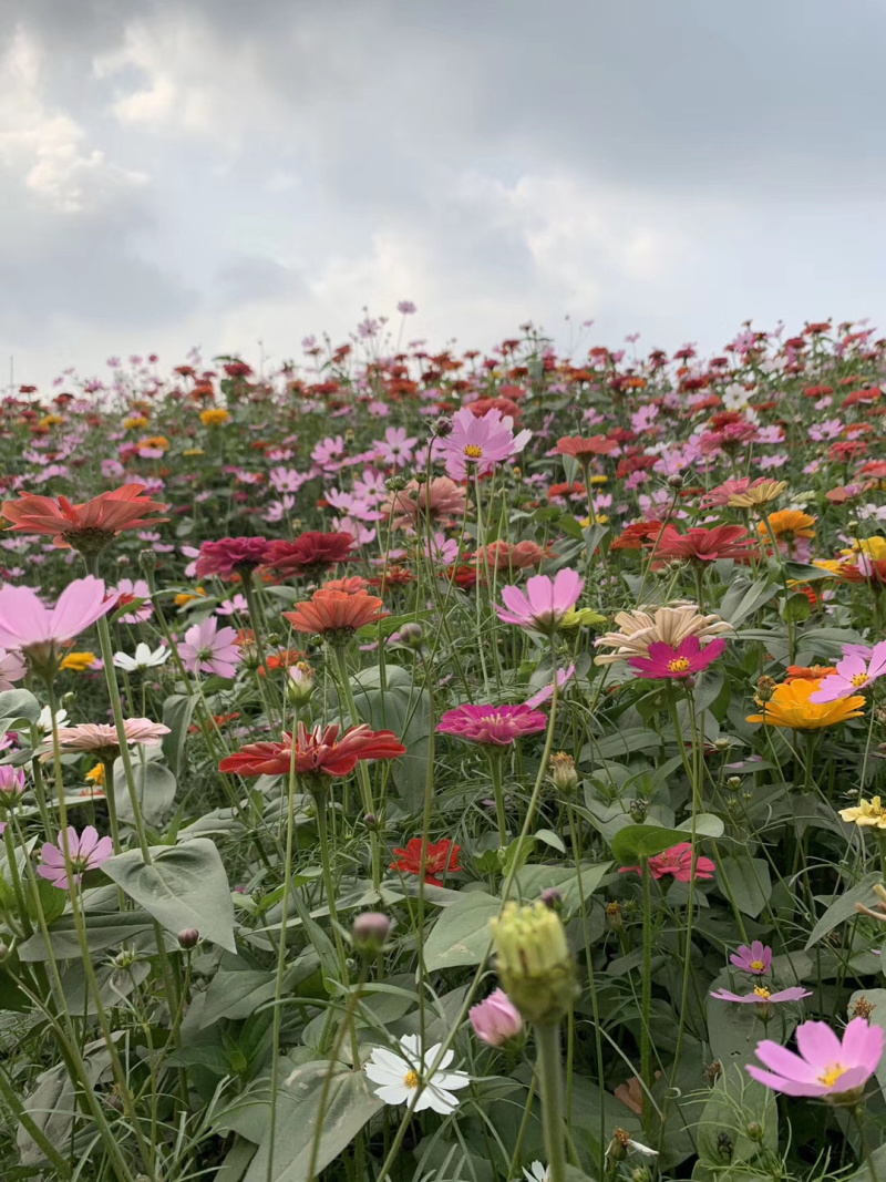波斯菊种子格桑花种子花卉种子，花海旅游景点播种