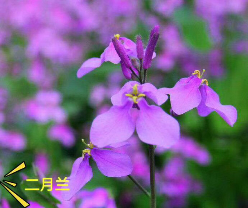二月兰种子，秋播花草种子，19年新上市种子