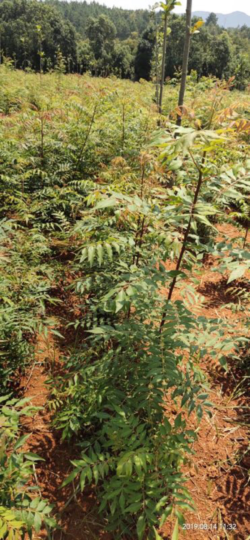 黄连木小苗，一年小苗，当年黄连木小苗，苗圃基地