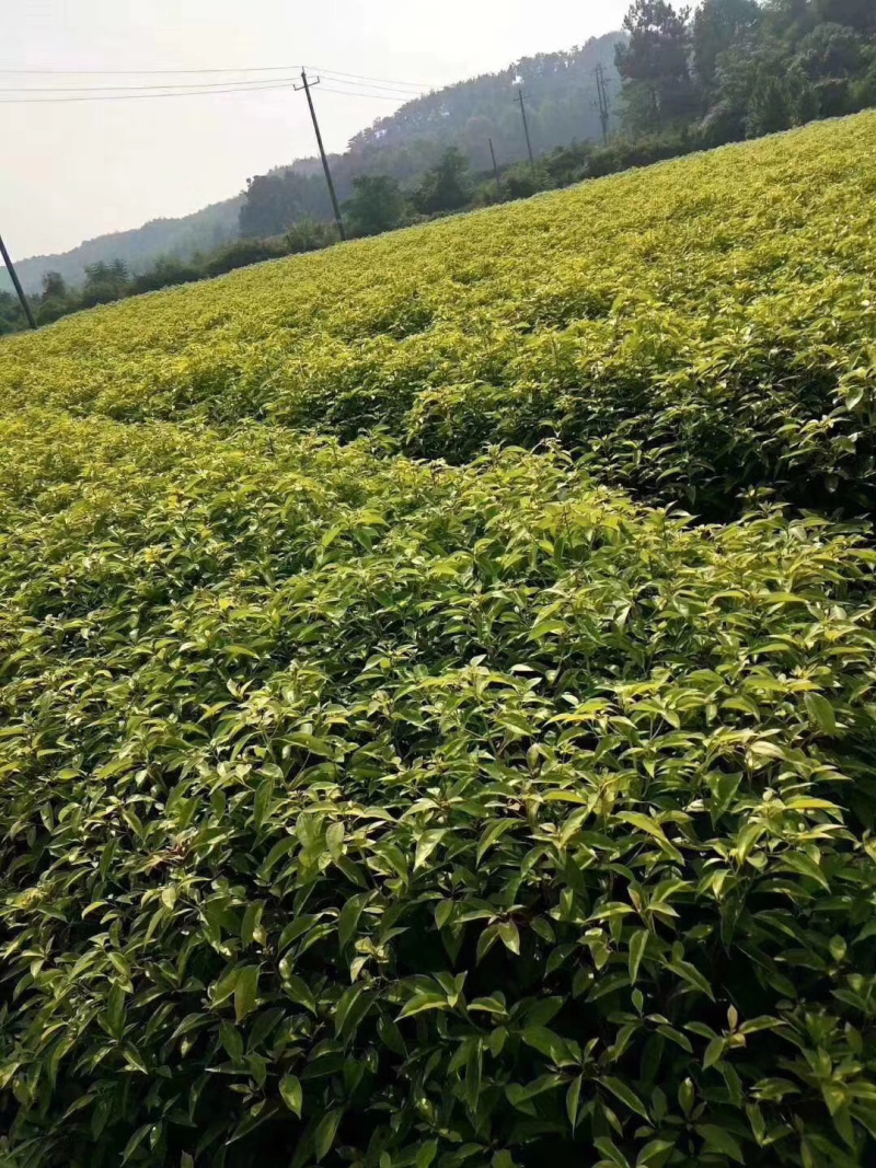 香樟种子樟树种子，小叶樟种子，小叶香樟种子