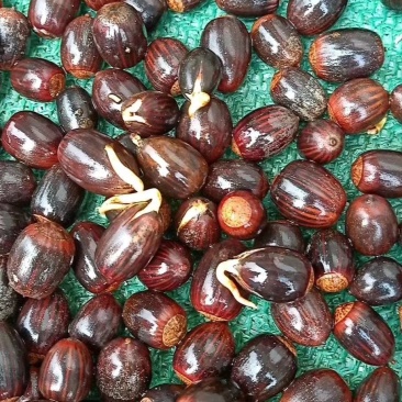 娜塔栎种子北美红橡种子速生红栎种子橡树蒙古栎柞栎种子