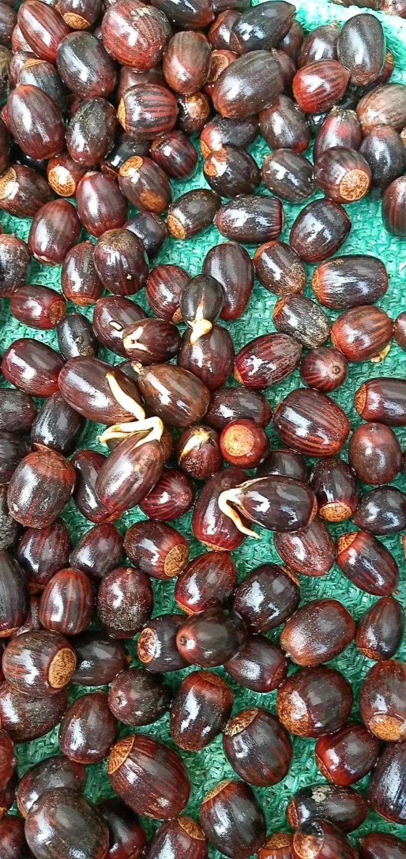 娜塔栎种子北美红橡种子速生红栎种子橡树蒙古栎柞栎种子
