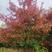 娜塔栎种子北美红橡种子速生红栎种子橡树蒙古栎柞栎种子