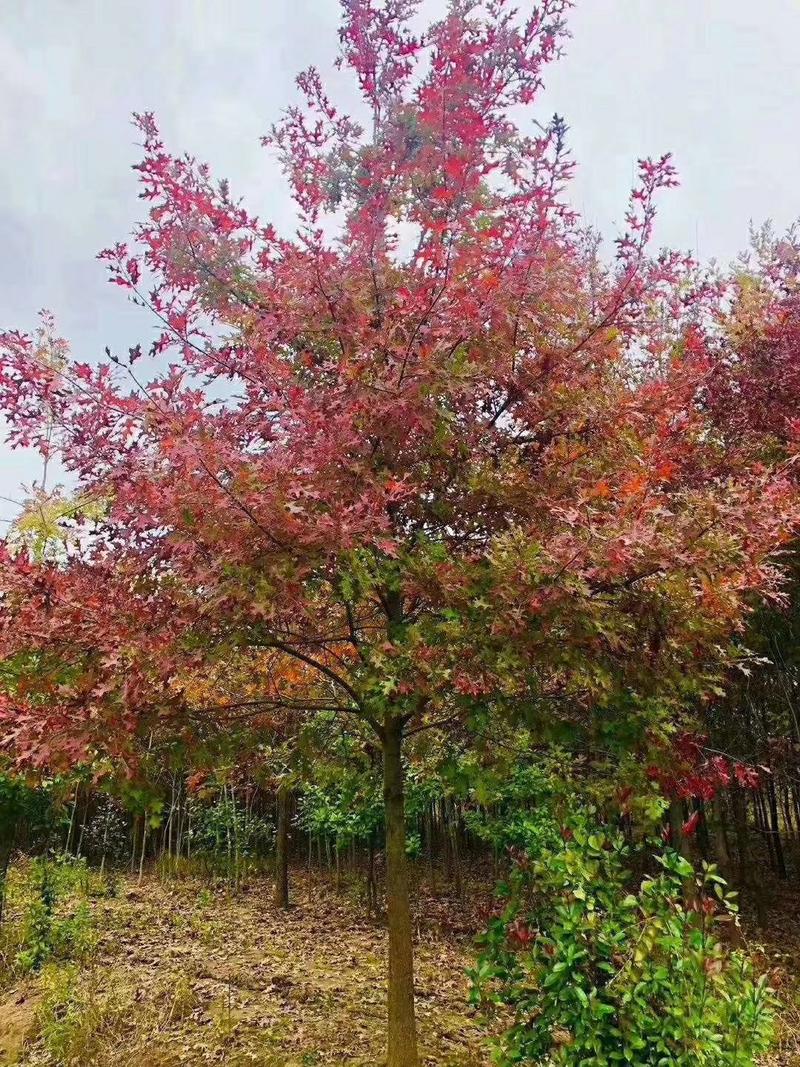 娜塔栎种子北美红橡种子速生红栎种子橡树蒙古栎柞栎种子