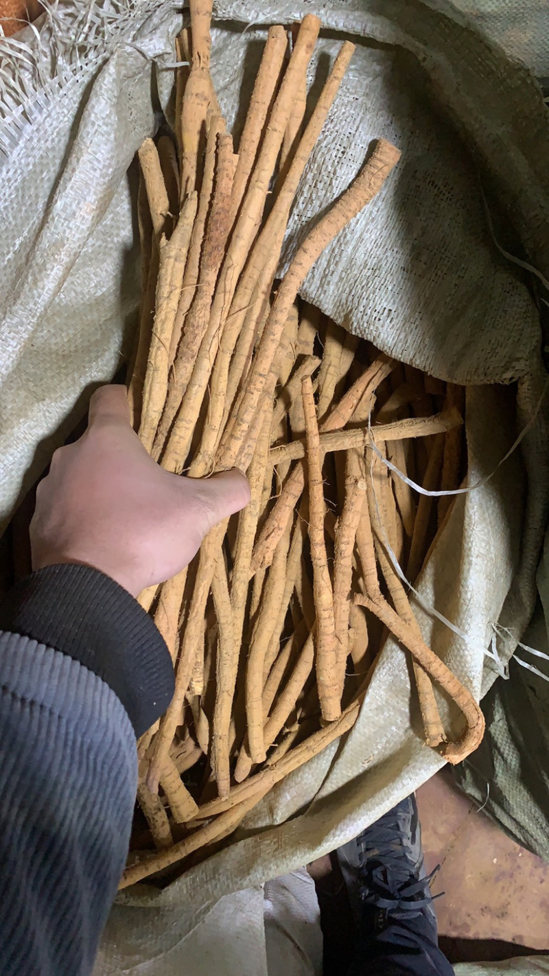 新鲜牛大力（泡酒煲汤好材料）牛大力，精选靓规格