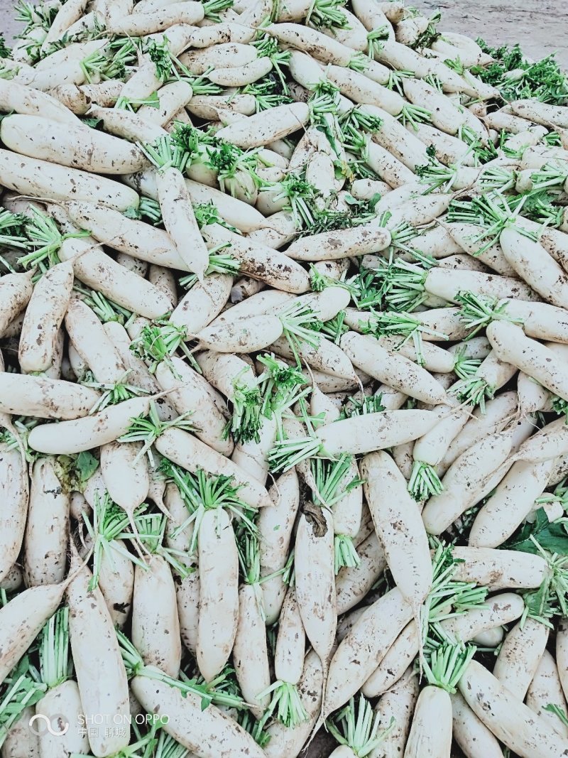 冷棚里的301白萝卜上市中，产地直供，质量好