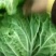 青棵园白菜，质优价公