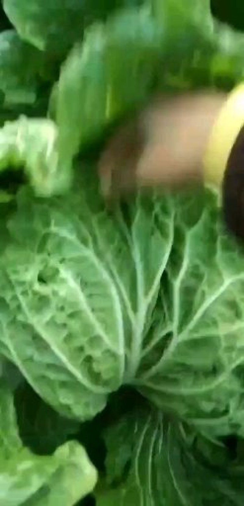 青棵园白菜，质优价公