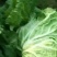 青棵园白菜，质优价公