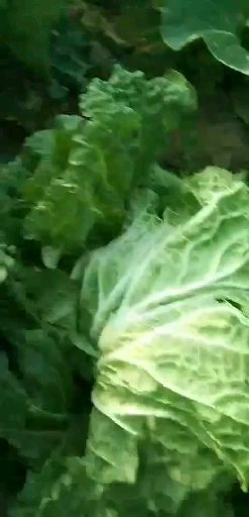 青棵园白菜，质优价公