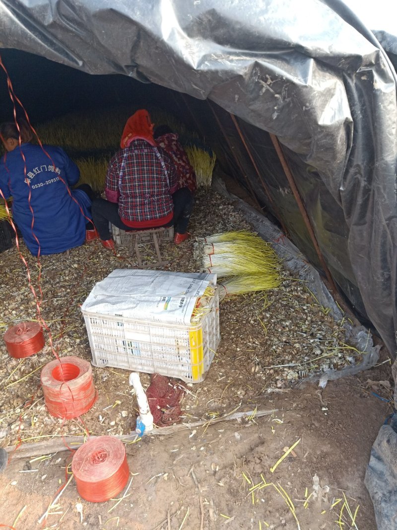 金乡蒜黄基地