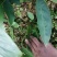 高山旱地草果苗大红草果，包技术，包回收