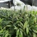 高山旱地草果苗大红草果，包技术，包回收