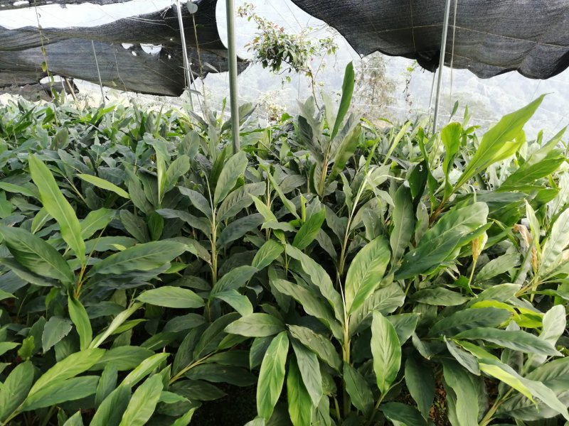 高山旱地草果苗大红草果，包技术，包回收