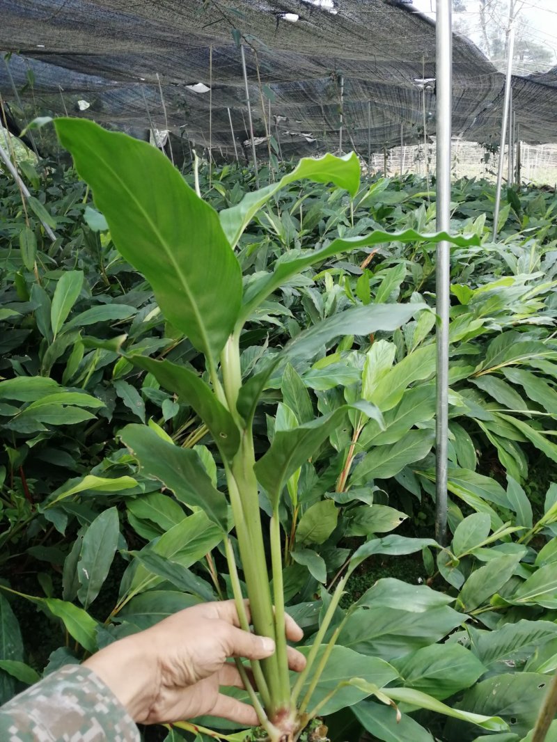 高山旱地草果苗大红草果，包技术，包回收