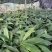 高山旱地草果苗大红草果，包技术，包回收