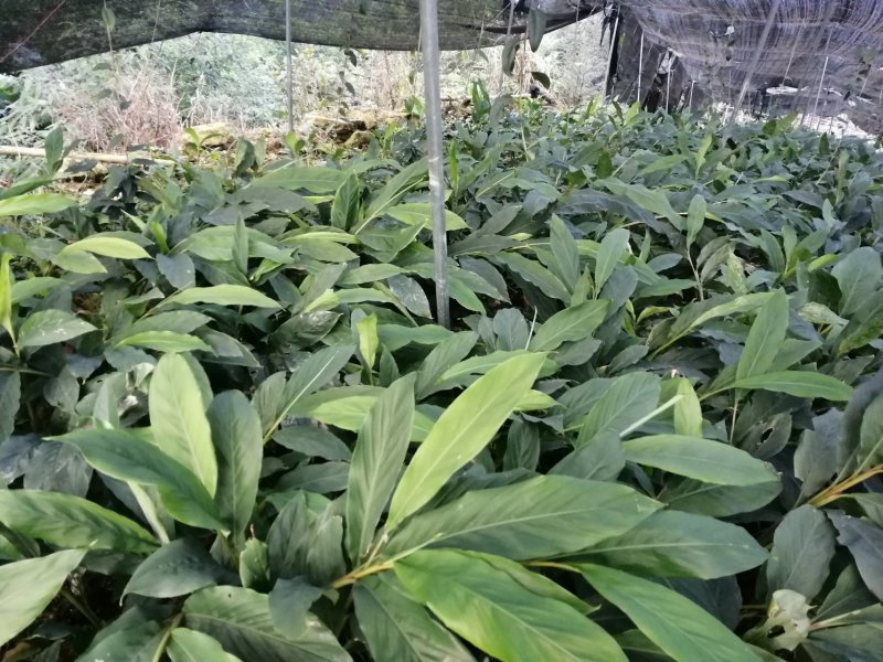 高山旱地草果苗大红草果，包技术，包回收