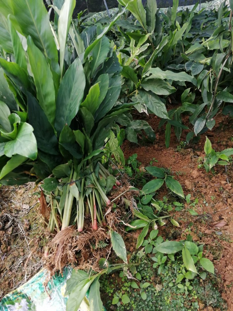 高山旱地草果苗大红草果，包技术，包回收