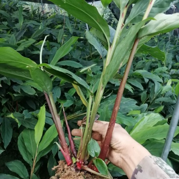 高山旱地草果苗大红草果，包技术，包回收