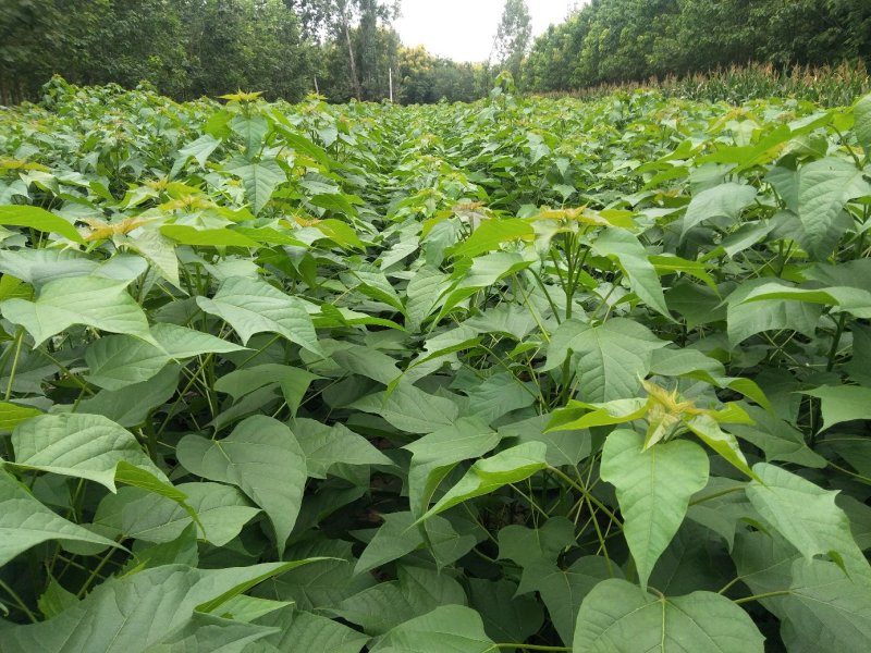 金丝楸树苗100~150cm