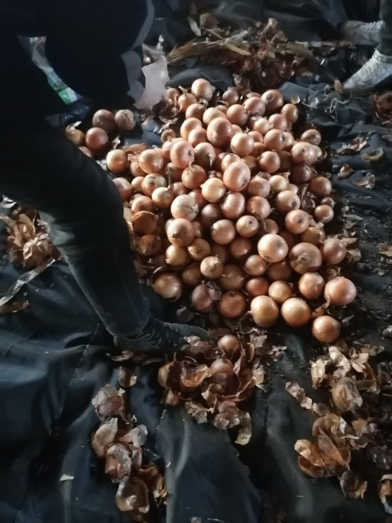 洋葱大量出库中，需要的抓紧时间备货。