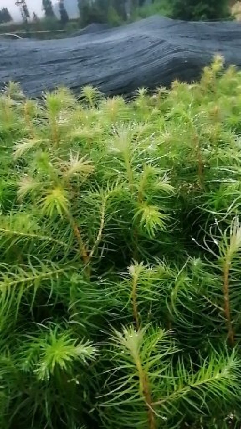 杉树苗袋苗，良种育苗，速生苗袋苗可两证一签