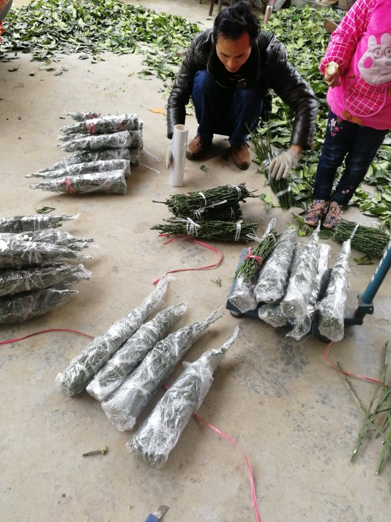 春见耙耙柑不知火嫁接穗条15-35厘米长量大从优