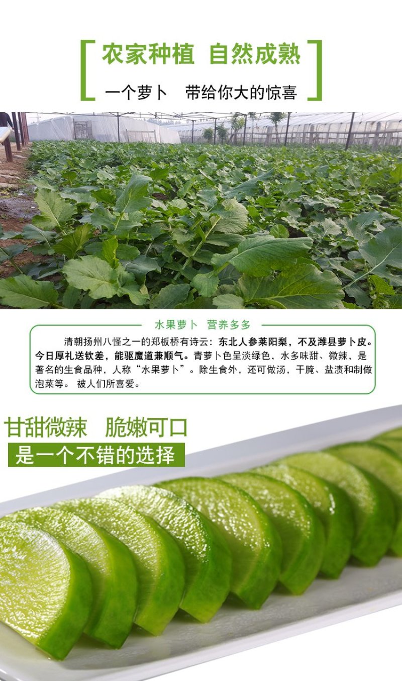 沙窝青萝卜一件代发，电商一件代发平台供应