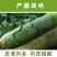 沙窝青萝卜一件代发，电商一件代发平台供应