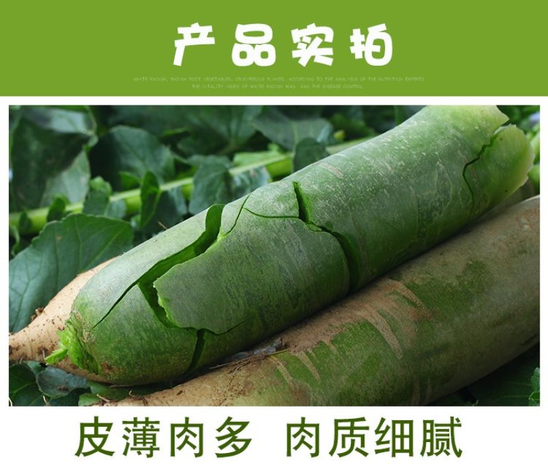 沙窝青萝卜一件代发，电商一件代发平台供应