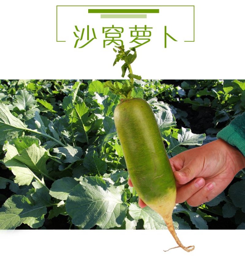 沙窝青萝卜一件代发，电商一件代发平台供应