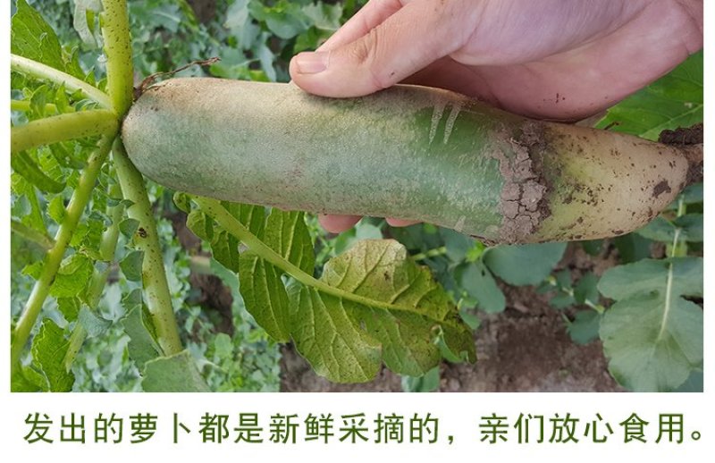 沙窝青萝卜一件代发，电商一件代发平台供应