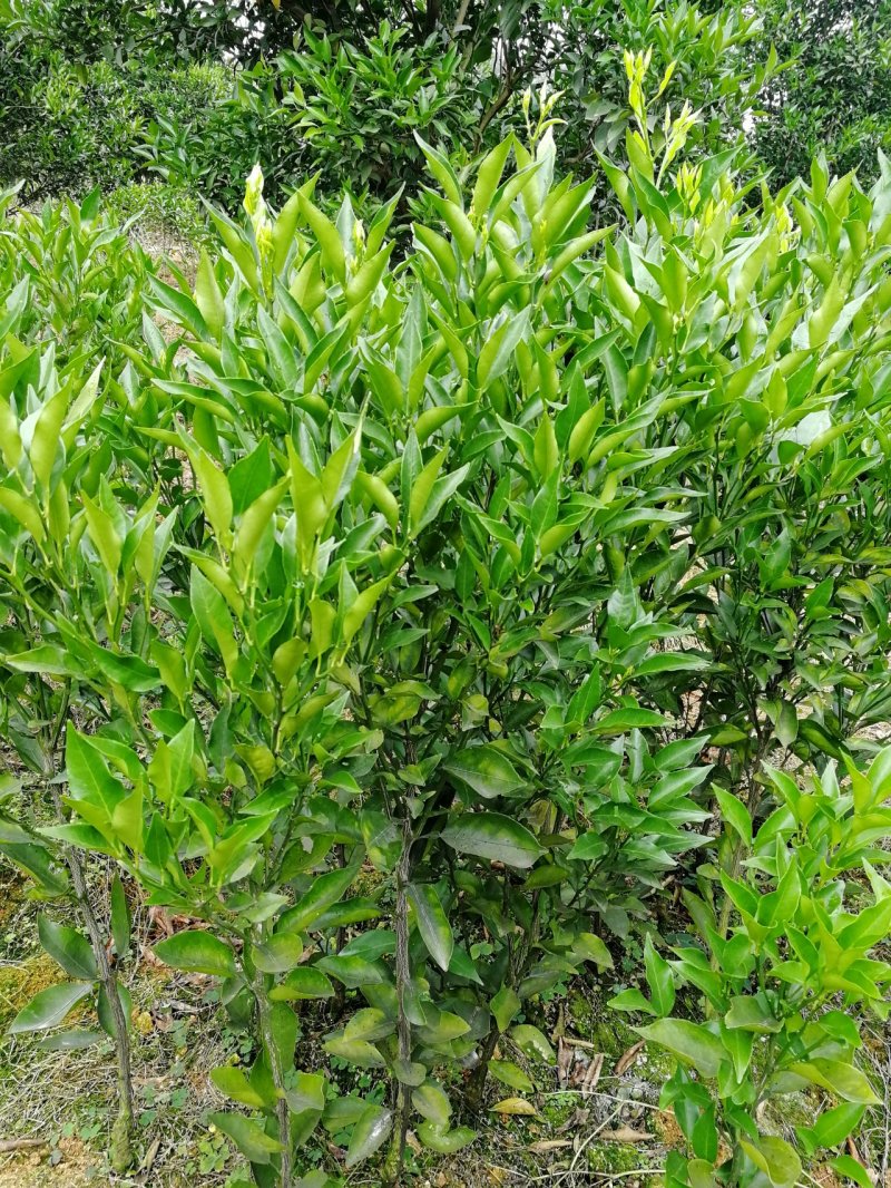 出售蒲江春见耙耙柑丑橘嫁接苗30~50cm高