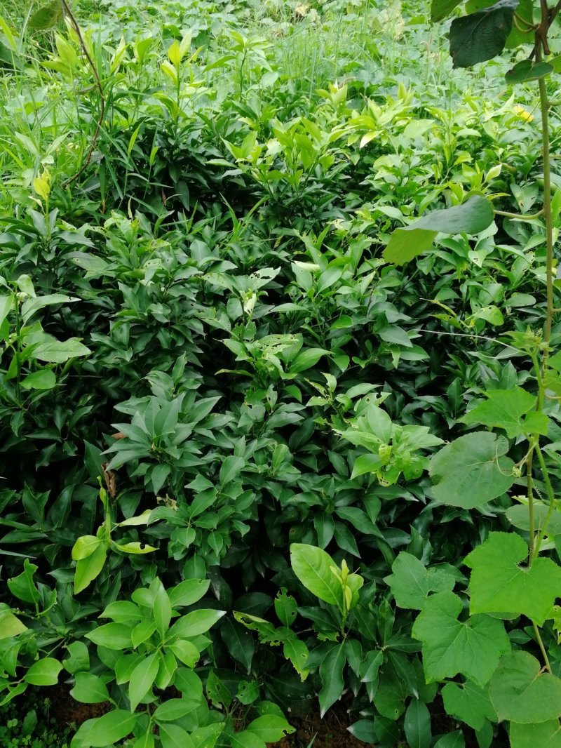 爱媛38嫁接苗手剥果冻橙苗皮薄汁多，入口化渣