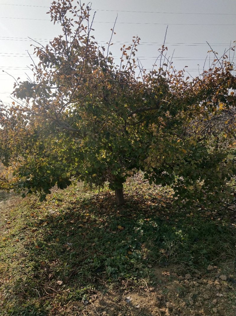 山楂树
