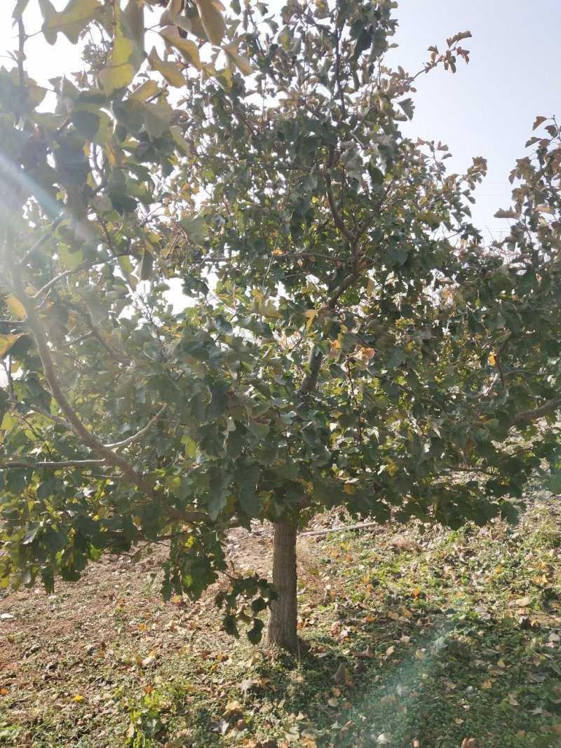 山楂树