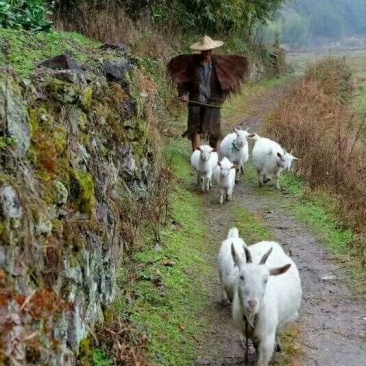 纯天然放养富硒山羊