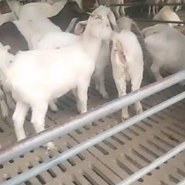 济宁长远养殖有限肉羊展示品种欢迎你们的到来