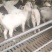 济宁长远养殖有限肉羊展示品种欢迎你们的到来