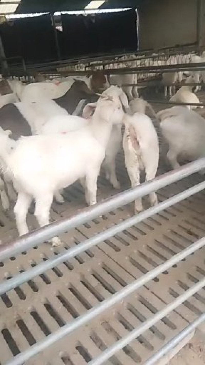 济宁长远养殖有限肉羊展示品种欢迎你们的到来