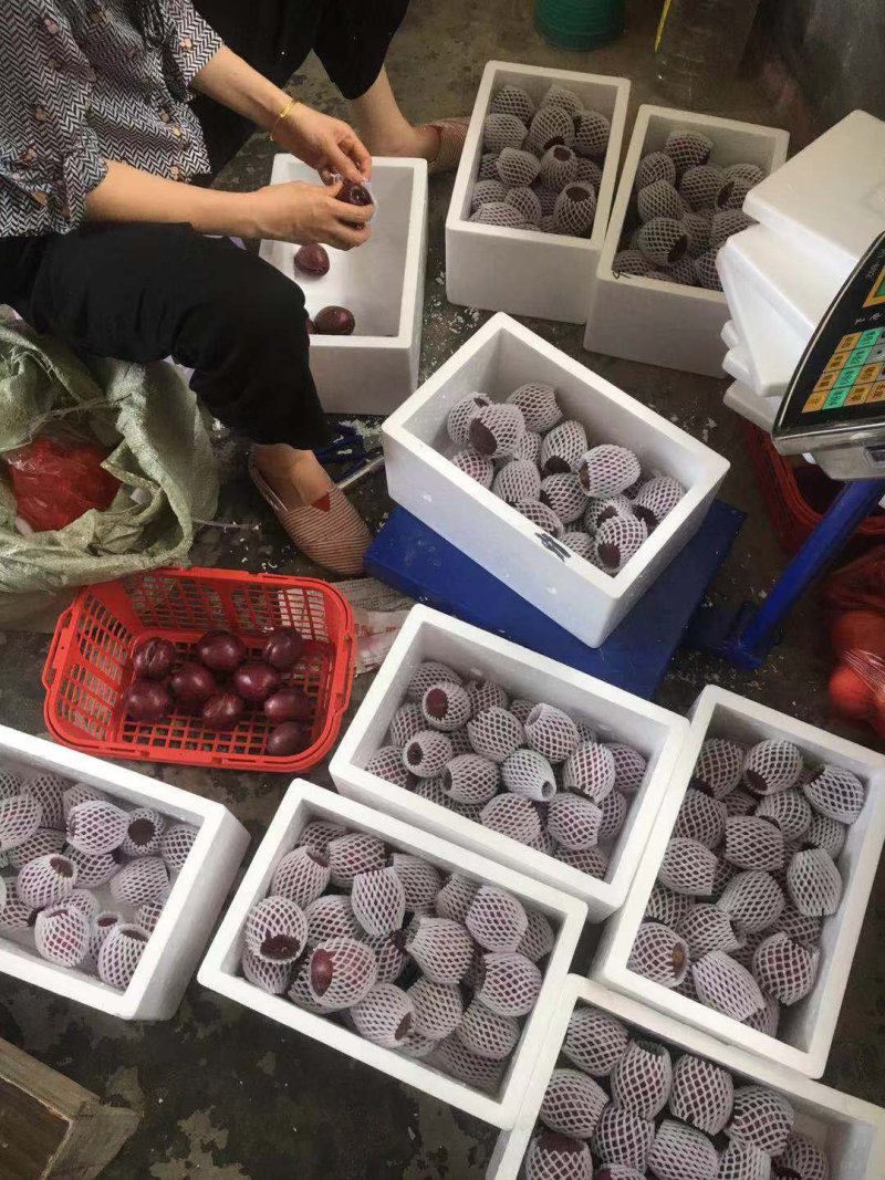 紫油桃树苗一年二年三年保证品种保质保量