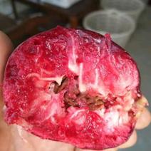 紫油桃树苗一年二年三年保证品种保质保量