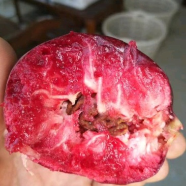 紫油桃树苗一年二年三年保证品种保质保量