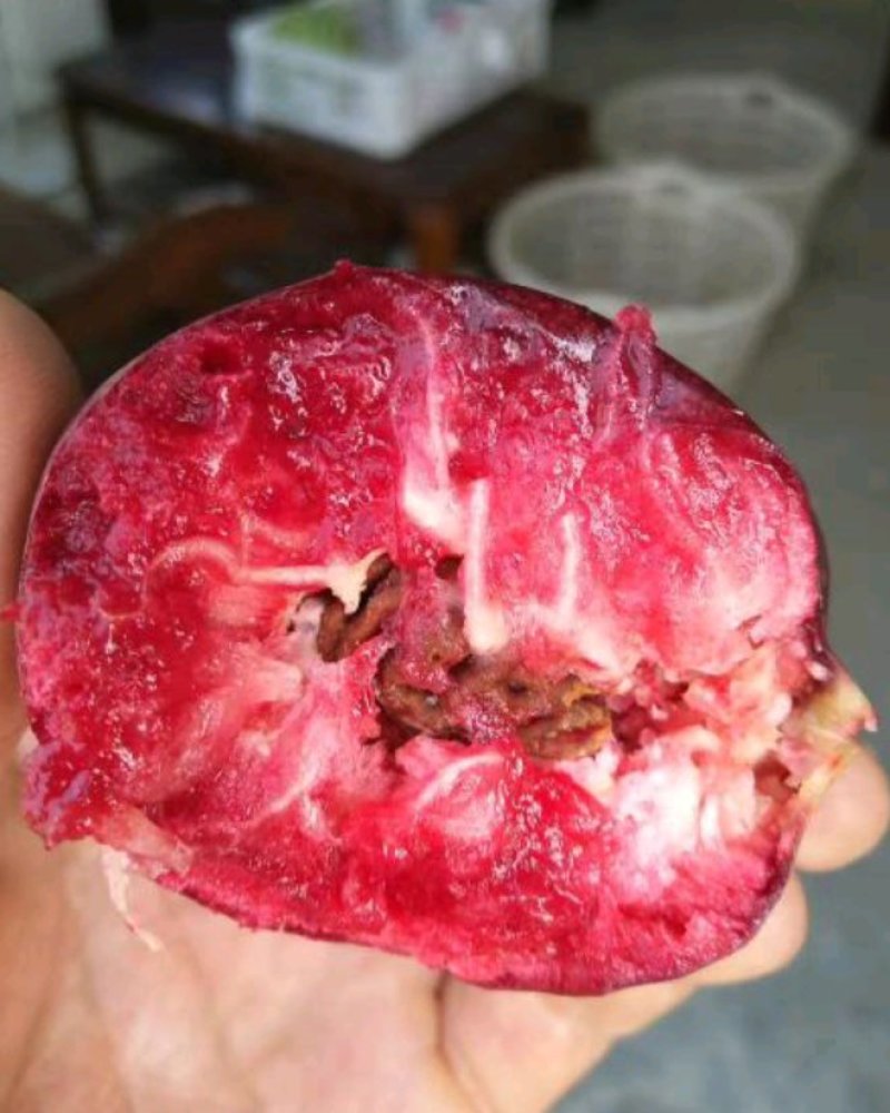 紫油桃树苗一年二年三年保证品种保质保量