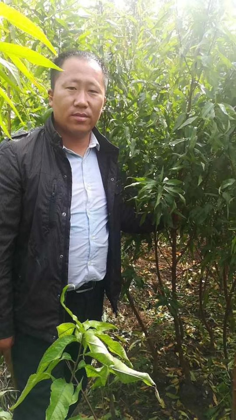 紫桃苗80cm以上至二公分粗