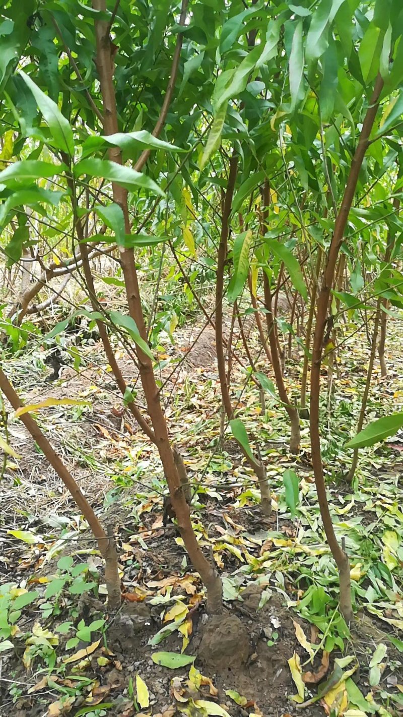 紫桃苗80cm以上至二公分粗