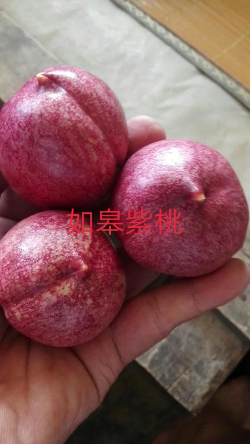 紫桃苗80cm以上至二公分粗